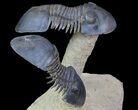 Two Flying Paralejurus Trilobites - Foum Zguid, Morocco #77642-1